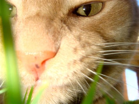 Part 2: Feline eye disease often overlooked – Orange County Register