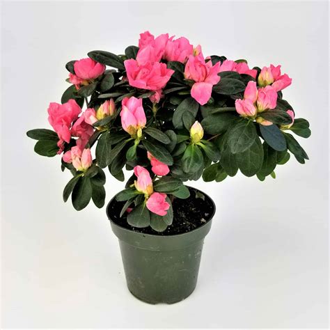 AZALEA - 4" POT - Wholesale Bulk Flower Delivery