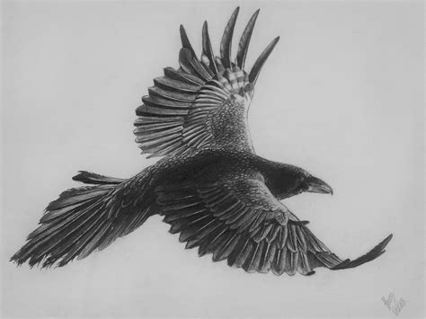 Ravens Flying Drawing