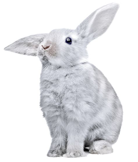 white rabbit with huge ears PNG Image - PurePNG | Free transparent CC0 PNG Image Library