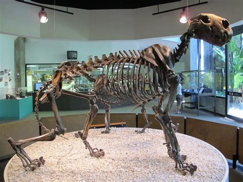 American lion skeleton from the La Brea Tar Pits, George C. Page Museum ...