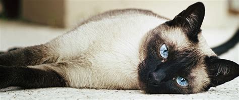 Siamese Cat Wallpapers - Top Free Siamese Cat Backgrounds - WallpaperAccess