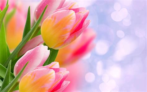 Tulip Flower Wallpapers - Top Free Tulip Flower Backgrounds - WallpaperAccess