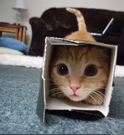 20 Of The Funniest Pictures Of Cats In Boxes