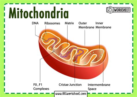 Mitochondria Diagram Labeled Abc Worksheet | Images and Photos finder