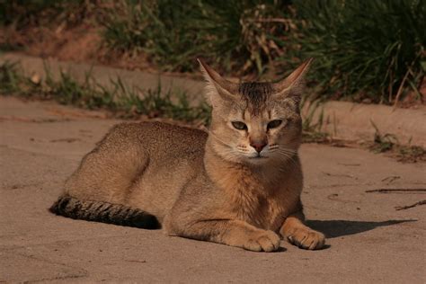 The Chausie Cat Breed: An Exotic and Wild Domestic Hybrid - PetHelpful