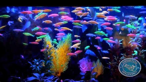 Biology: GloFish