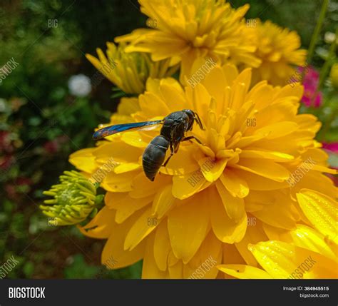 Sphex Pensylvanicus, Image & Photo (Free Trial) | Bigstock