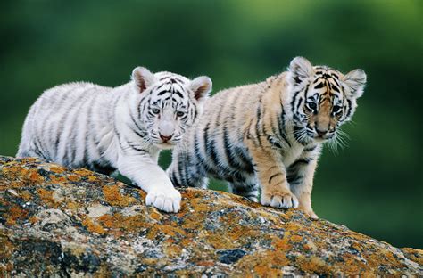 Bengal Tiger Cubs Images