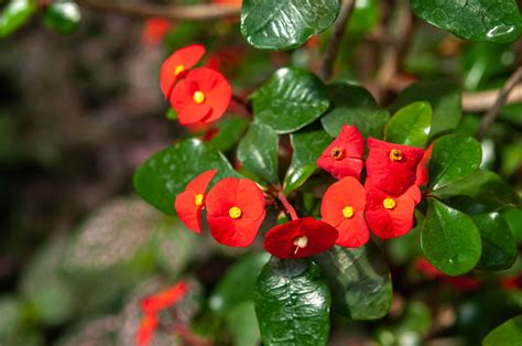 How to Grow Crown of Thorns Plant