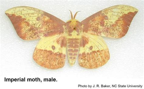 Imperial Moth | NC State Extension Publications