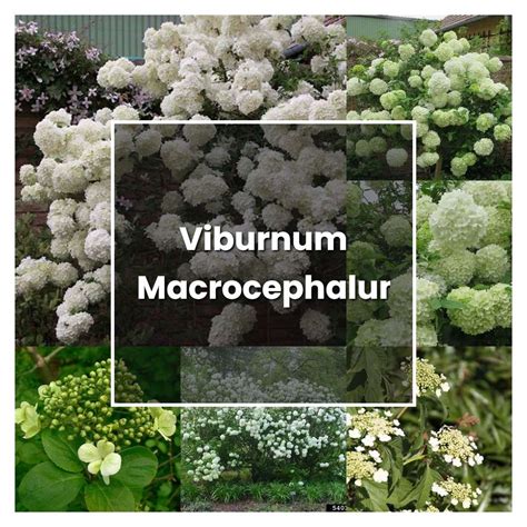 How to Grow Viburnum Macrocephalum - Plant Care & Tips | NorwichGardener