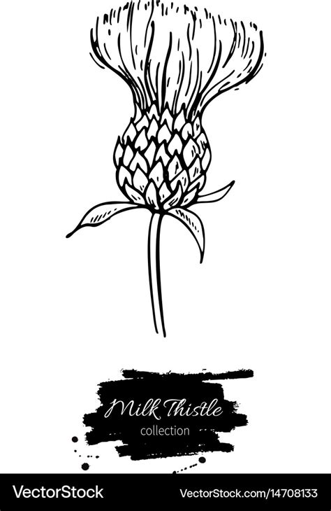 Milk thistle flower drawing set isolated Vector Image