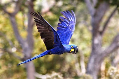 Pin by Carolina Sciaroni on cuadros | Macaw, Bird challenge, Parrot bird