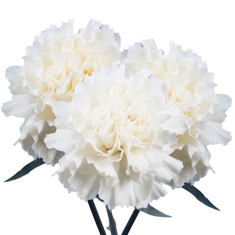 Best White Carnations | Carnations, White carnation, Carnation flower