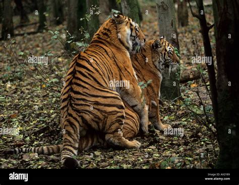 Tigers Mating Hard