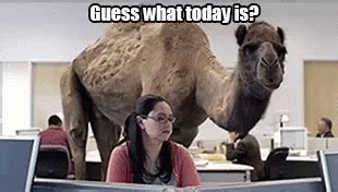 Hump Day GIF – Hump Day Wednesday Geico – Löydä ja jaa GIFejä