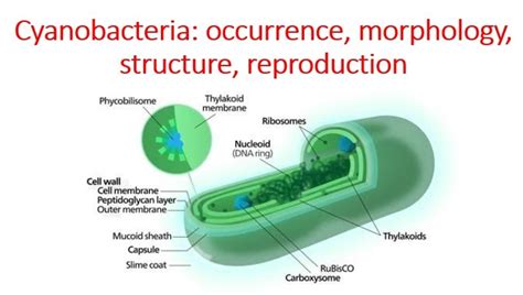 Morphology Structure