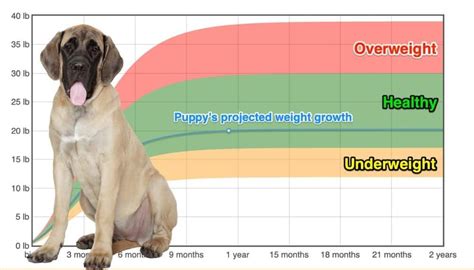 English Mastiff Weight+Growth Chart 2024 - How Heavy Will My English Mastiff Weigh? | The Goody Pet