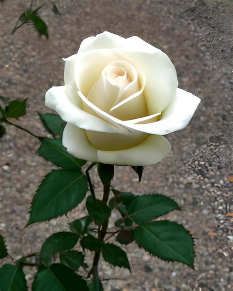 Beautiful White Rose Flower Images Free - Infoupdate.org