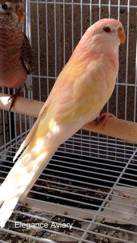 two parakeets sitting on top of a perch in a bird cage, one is yellow and the other is brown