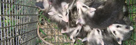 Will an Opossum Under a Shed or Porch Have a Nest of Babies?