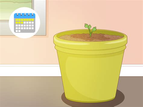 How to Germinate Cilantro Seeds: 9 Steps (with Pictures) - wikiHow