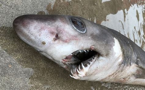 Rare crocodile shark found for the first time on UK beach could have been victim of exotic ...