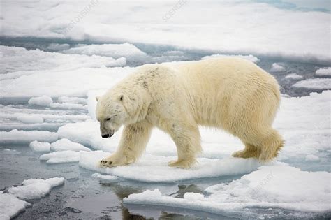 Polar bear hunting seals - Stock Image - C046/5379 - Science Photo Library