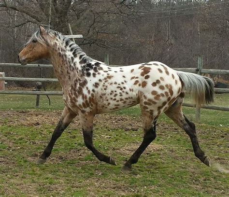 Pin by Sara on Horses🐴💝 | Rare horses, Appaloosa horses, Pretty horses