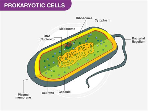 Prokaryotic Cell Unlabeled Diagram