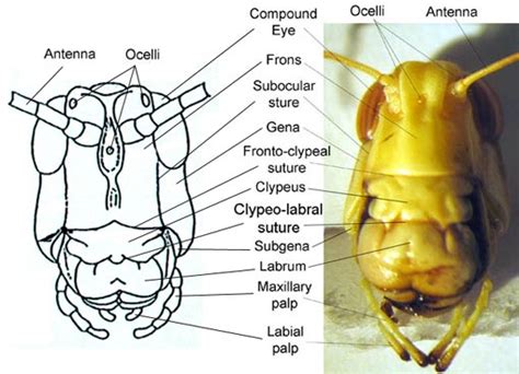 Insect Head Diagram