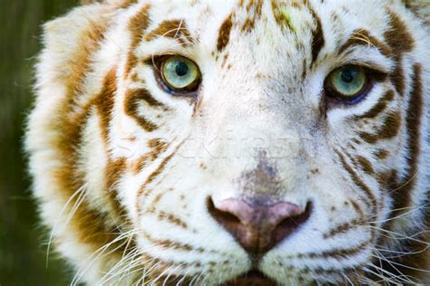 Eyes of the albino tiger stock photo © alexeys (#775936) | Stockfresh