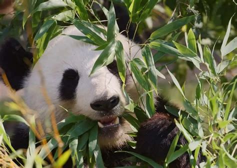 Giant Panda Behavior - AnimalBehaviorCorner