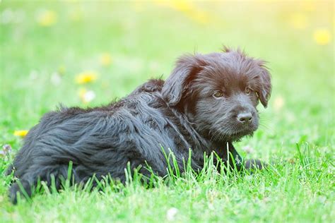 Bergamasco Sheepdog Puppies For Sale - AKC PuppyFinder