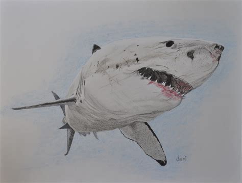 Shark Pencil Drawing: A Step-by-Step Guide to Capturing the Essence of the Ocean's Predators