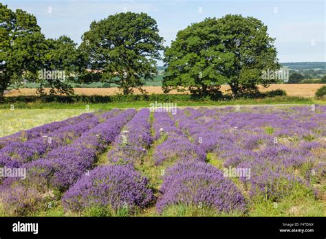 Lavender fields hi-res stock photography and images - Alamy