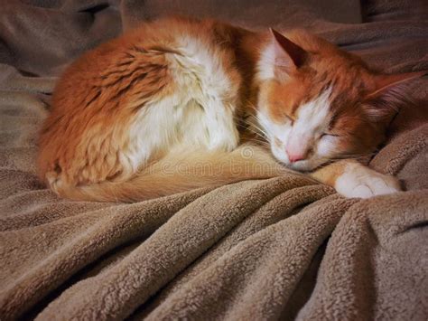 Beautiful Orange Cat Sleeping Stock Photo - Image of friendly, brown: 104473834