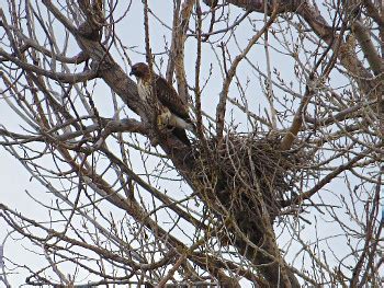 Red-tailed Hawk - Nesting and Breeding Behavior