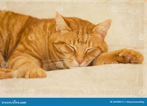 Orange tabby cat sleeping stock image. Image of creature - 36998615