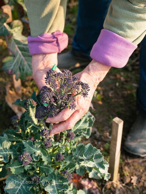 Harvesting Early Purple Sprouting Broccoli – vegalicious.photos