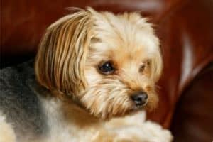 13 Cute Yorkie Poo Haircut Ideas - All The Different Types and Styles