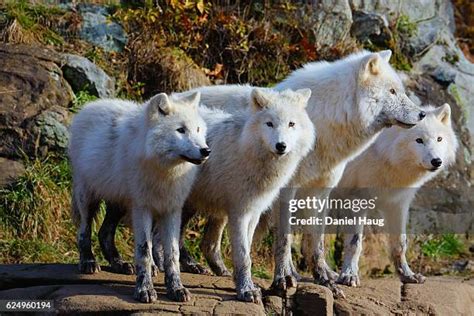 91 Arctic Wolf Pack Stock Photos, High-Res Pictures, and Images - Getty Images