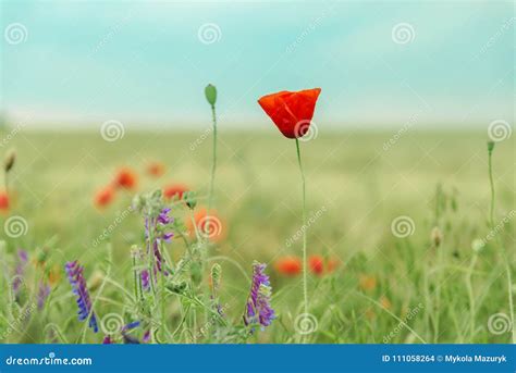 Poppy flower in field stock photo. Image of flora, leaf - 111058264