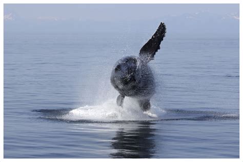 Alaska Whale Watching Cruises and Wildlife Tours | MV Discovery