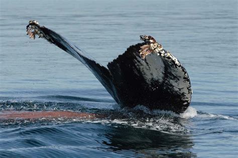 Humpback Whale Eating Krill