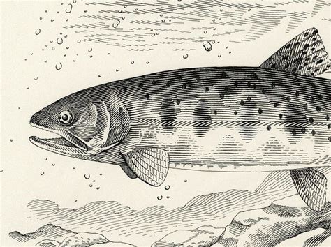 Cutthroat Trout | Cutthroat trout, Fish illustration, Illustration art