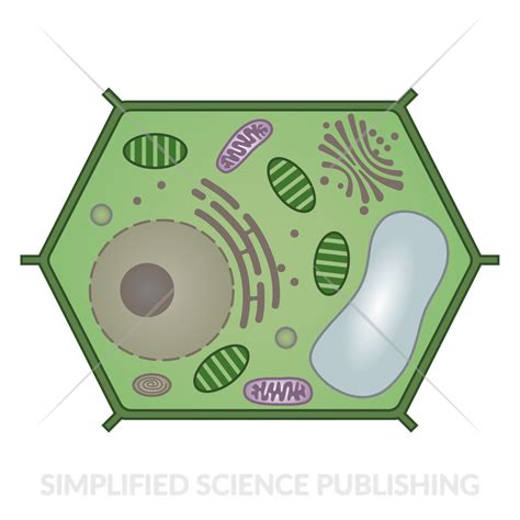 Plant Cell Diagram - Vector Image for Download