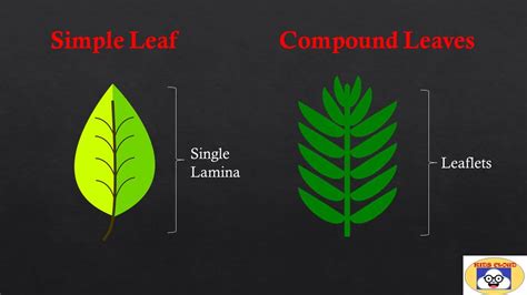 Types Of Leaves | Simple and Compound Leaves| Pinnately and Palmately ...