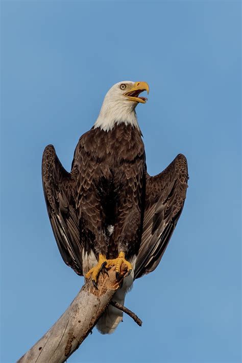 Bald Eagle Wings Spread Photograph by Bradford Martin - Pixels